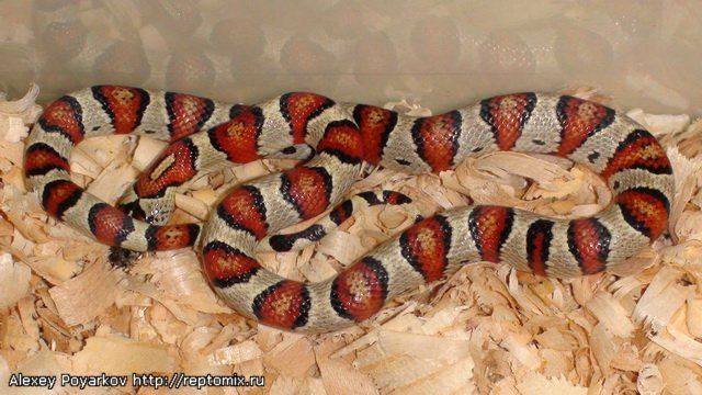 Серая молочная змея Lampropeltis alterna blairi 