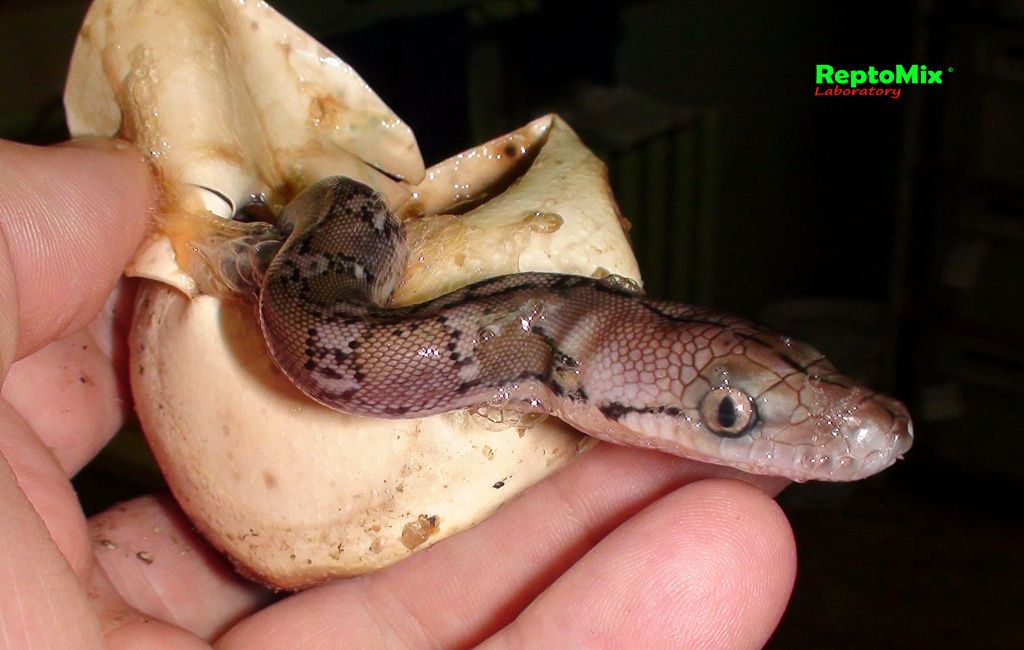 Сетчатый  питон с о. Джампея Python reticulatus jampeanus 