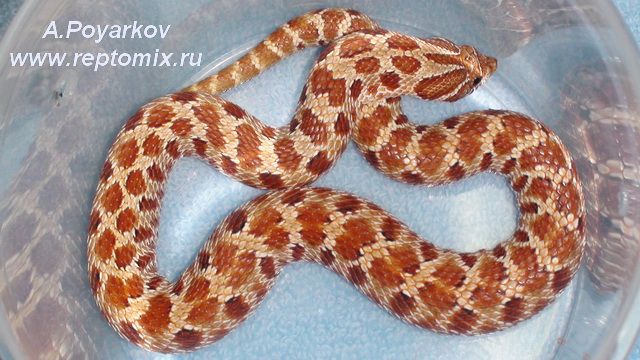 Свиноносая змея  Heterodon nasicus Hypo, het.Red Albino