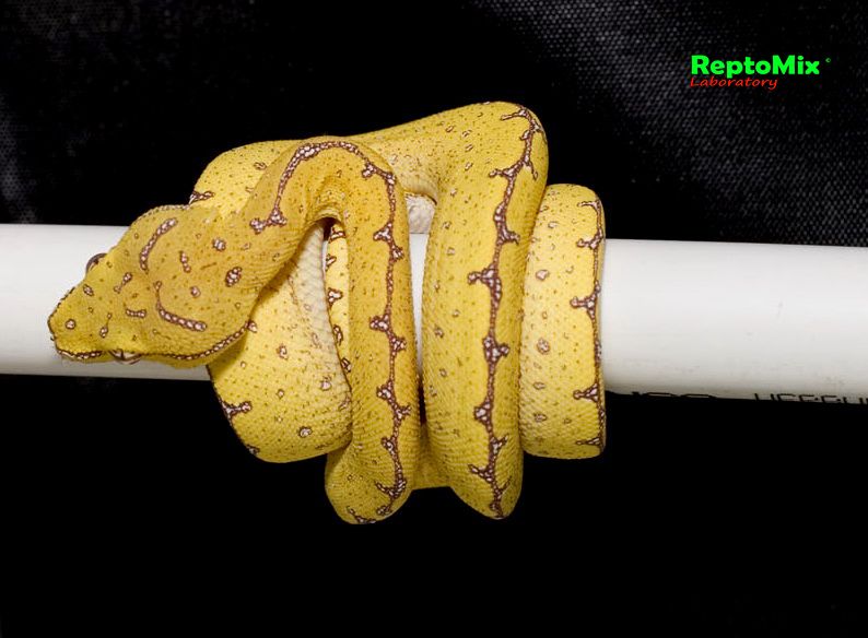 Зелёный питон Morelia viridis (Merauke) 