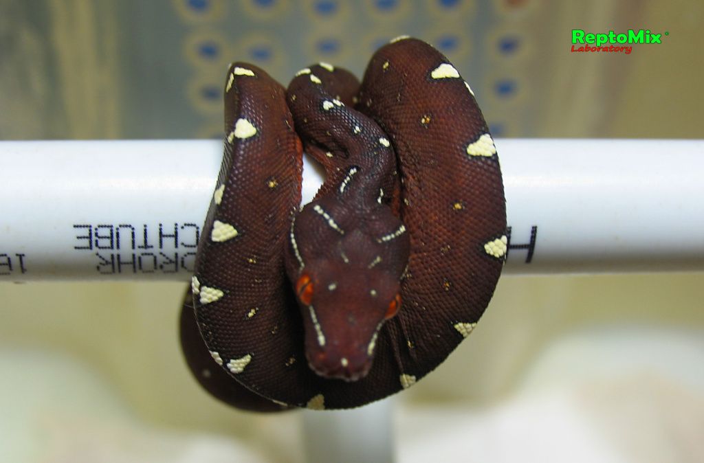 Зелёный питон Morelia viridis (Lereh)