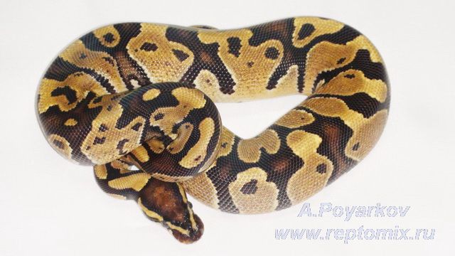 Королевский питон Python regius Fire