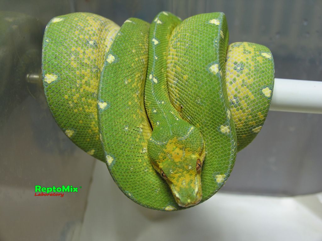 Зелёный питон Morelia viridis (Jayapura)