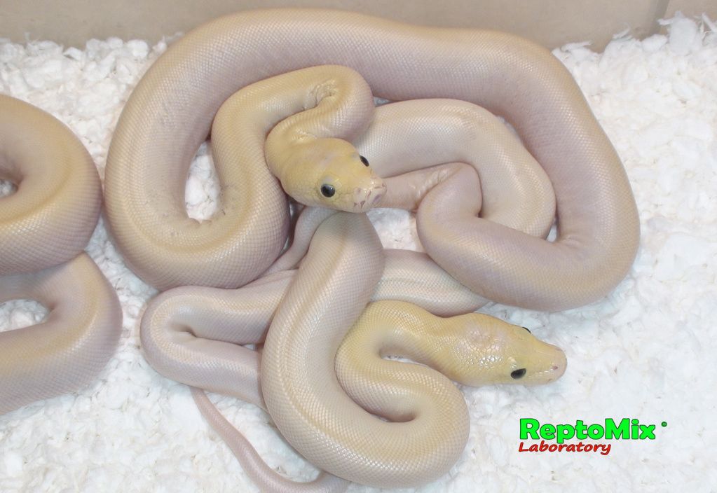 Темный тигровый питон Ивори Python molurus bivittatus Ivory-Platinum