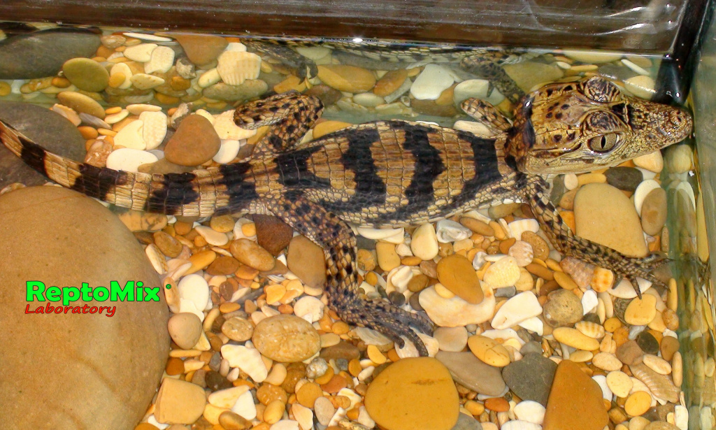 Крокодиловый кайман Caiman crocodilus