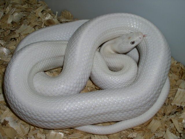 Крысиный полоз Луцист Elaphe obsoleta lindchaimeri leucistic (Pantherophis obsoletus lindchaimeri leucistic)
