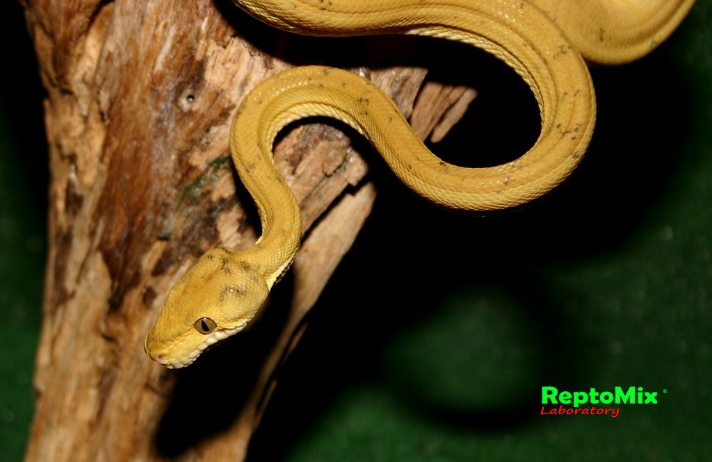 Садовый удав Corallus hortulanus enydris