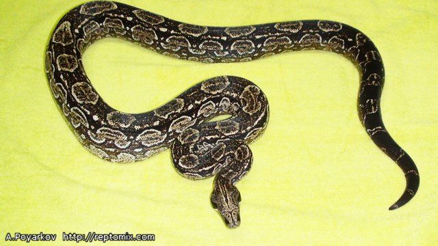 Аргентинский удав Boa constrictor occidentalis