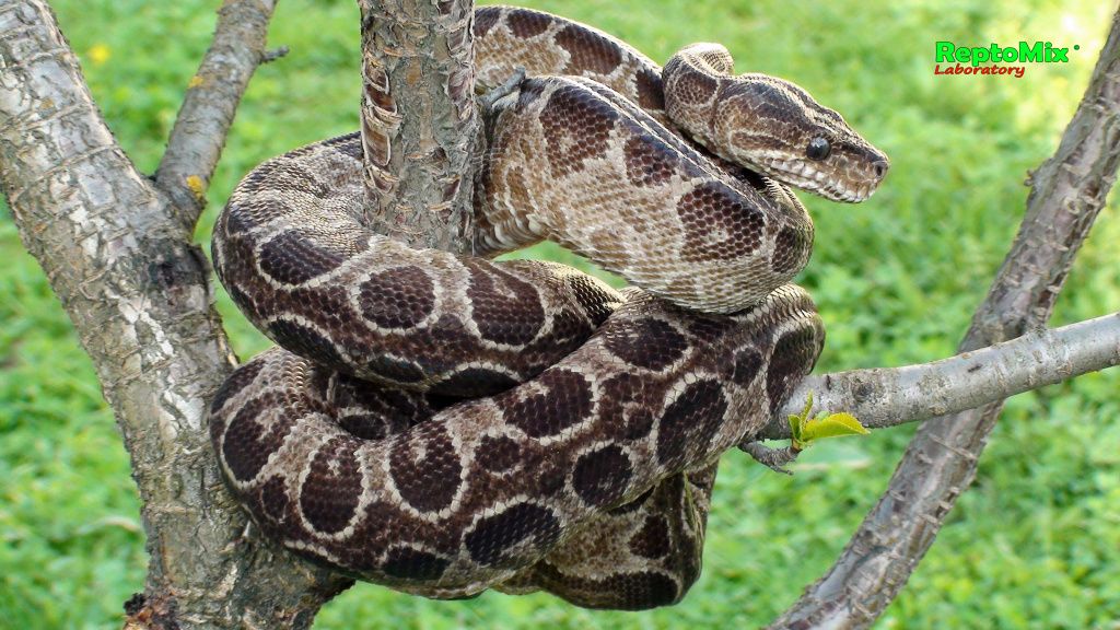 Садовый удав Corallus hortulanus enydris