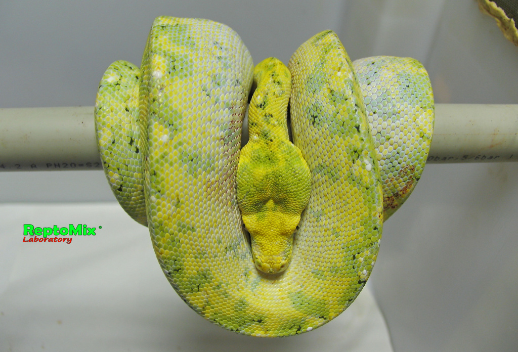 Зелёный питон с о.Биак Morelia viridis (Biak)