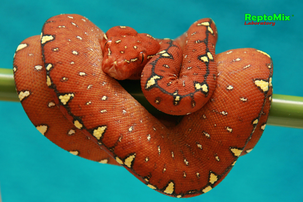 Зелёный питон локалитет Arfak Morelia viridis (Arfak)