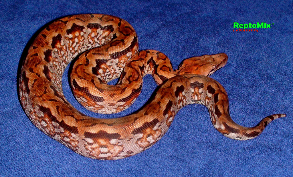 Мадагаскарский земляной удав Acrantophis madagascariensis 