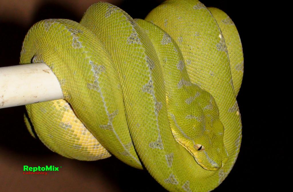 Зелёный питон Morelia viridis (Sorong) 