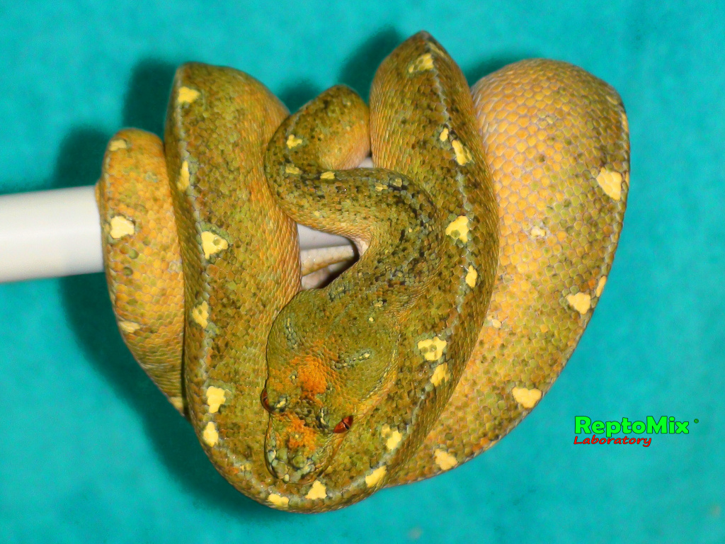 Зелёный питон локалитет Arfak Morelia viridis (Arfak)