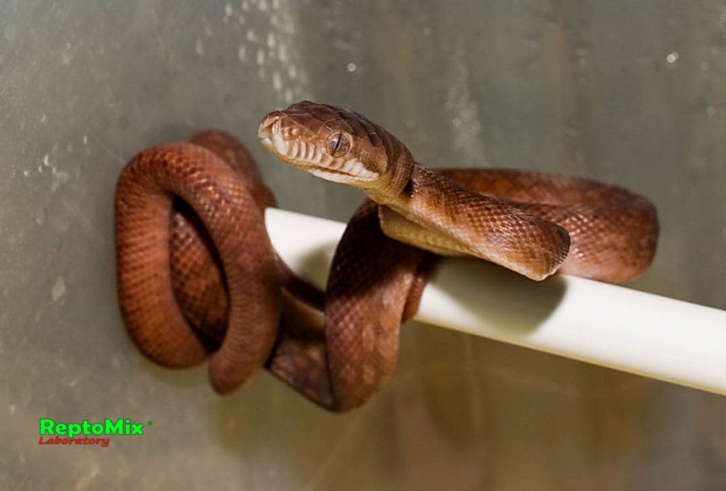 Аметистовый питон локалитет Мерауки Morelia ametistina (Merauky)