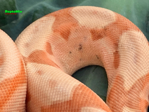 BCI SalmonHypo Sanglow (Kahl)