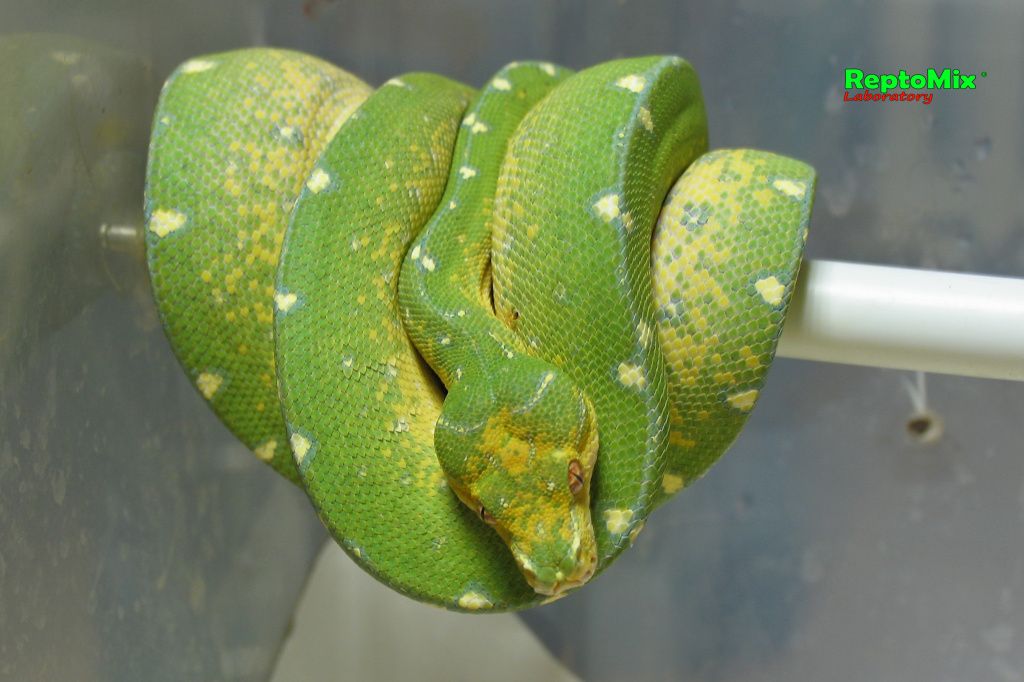 Зелёный питон Morelia viridis (Jayapura)
