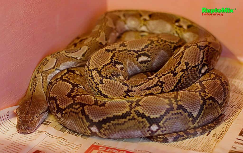 Сетчатый  питон с о. Джампея Python reticulatus jampeanus 