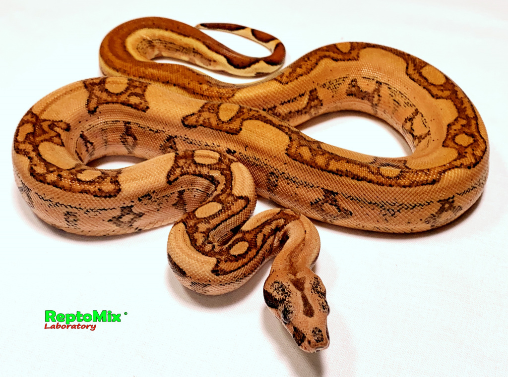 Императорский удав Гипо, Супер Джангл Super Jangl Hypo