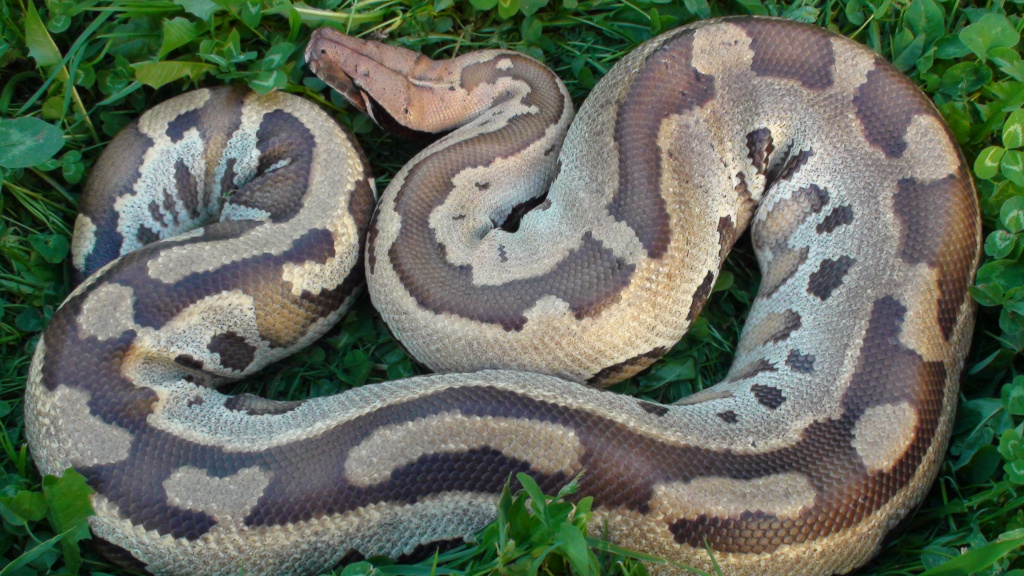 Короткохвостый питон Python сurtus brongersmai (Northen Sumatra) 