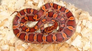 Маисовый полоз Pantherophis guttatus"Hypo Okeetee" 