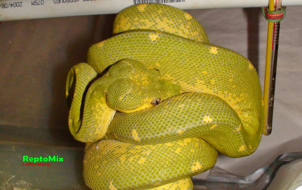 Зелёный питон Morelia viridis (Jayapura)