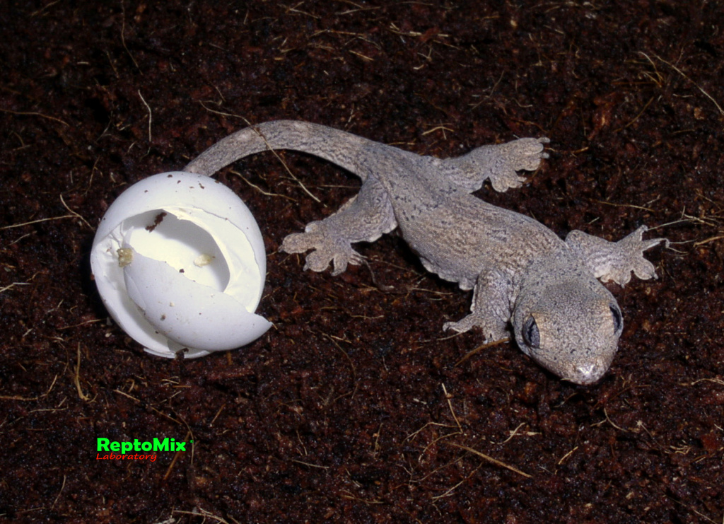 Геккон с острова Хальмахера Gehyra marginata