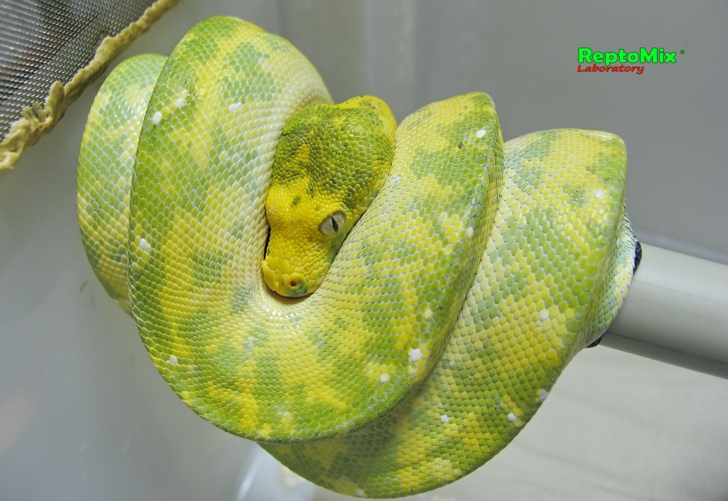 Зелёный питон с о.Биак Morelia viridis (Biak)