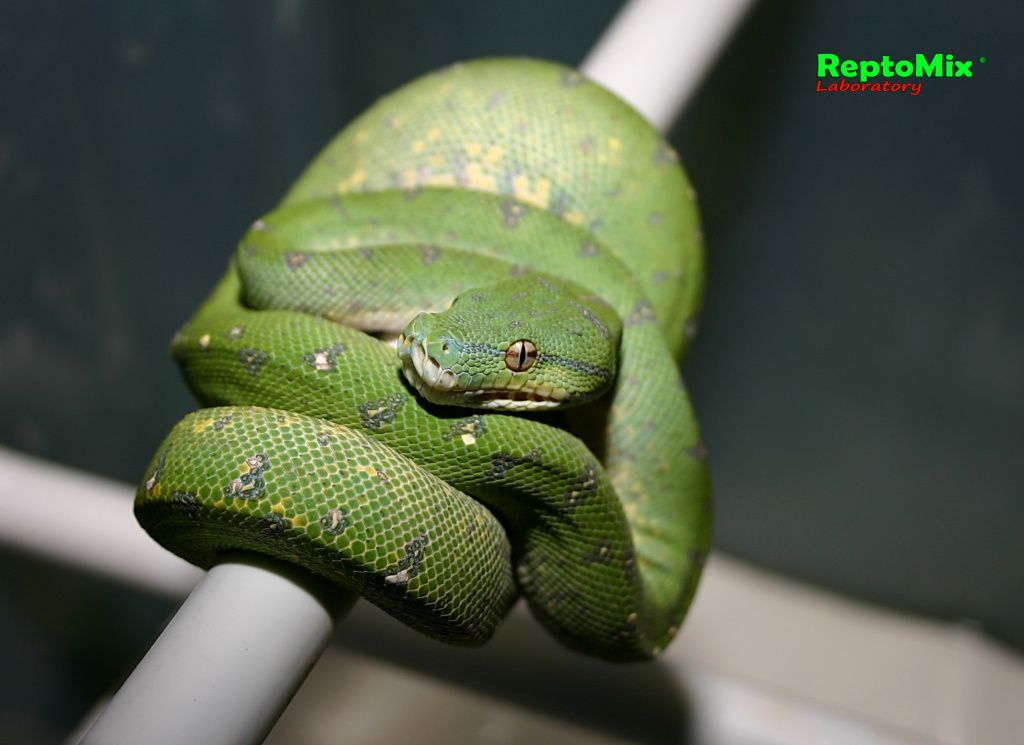Зелёный питон Morelia viridis (Sorong) 