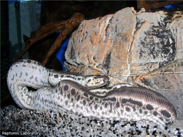 Змея-слоновый хобот Acrochordus javanicus