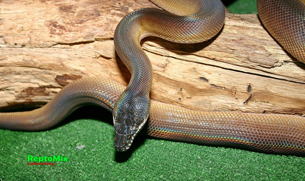 Белогубый питон Leiopython albertisii 
