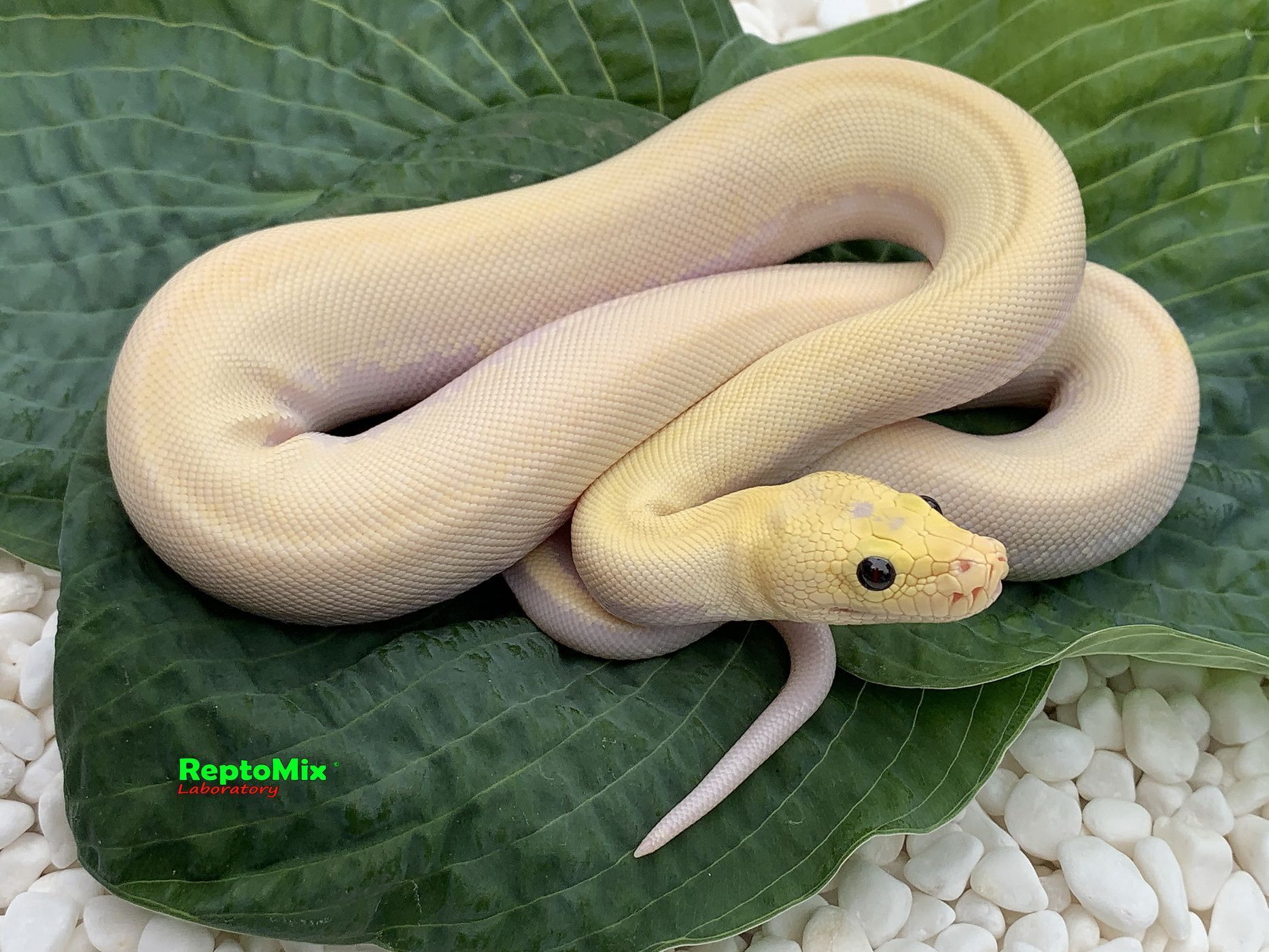 Fnmatch python 25
