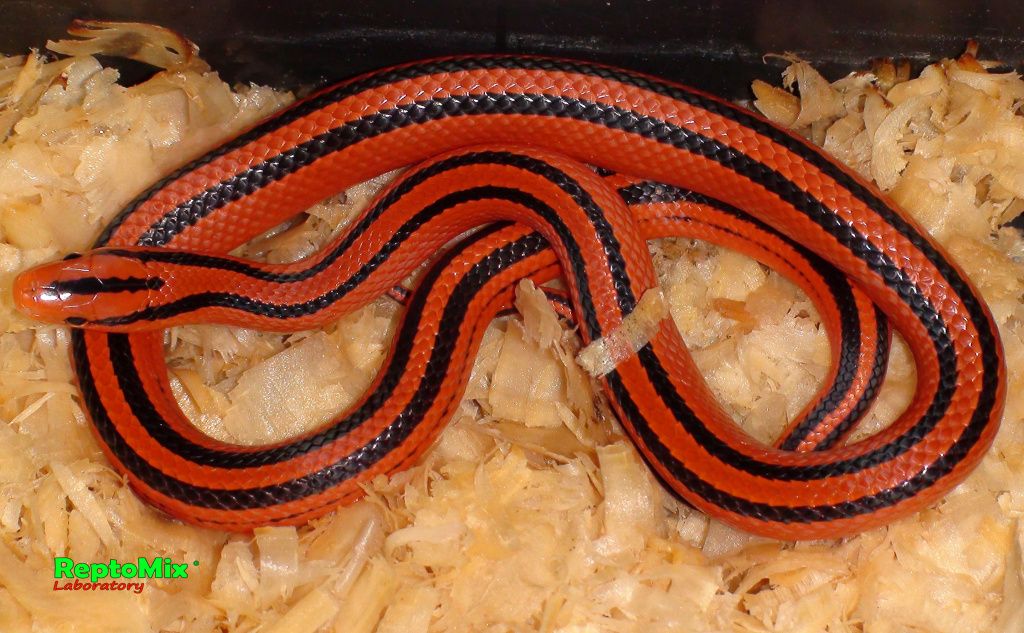 Бамбуковый полоз Oreophis porphyraceus coxi 