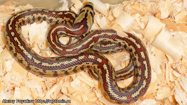 Леопардовый полоз (о. Милос,Греция) Zamenis situla (Milos, Greece)