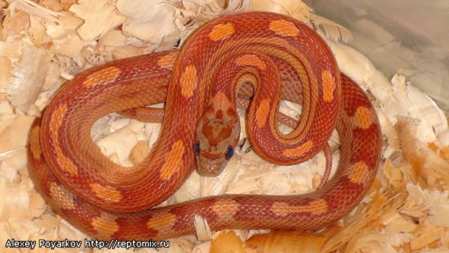 Маисовый полоз Pantherophis guttatus  "Motley" 