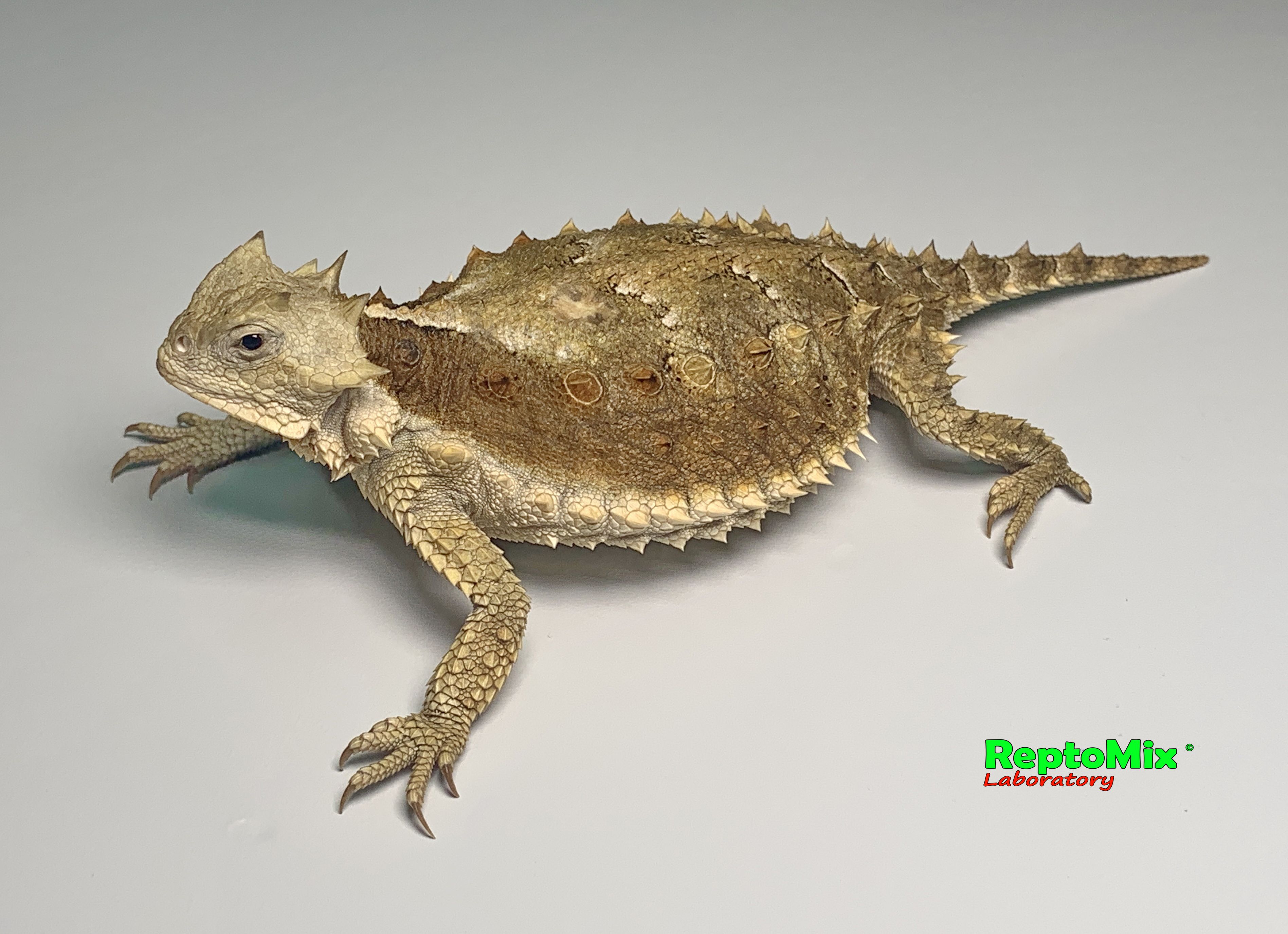 Гиганская жабовидная ящерица Phrynosoma asio 