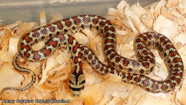 Леопардовый полоз (о. Милос,Греция) Zamenis situla (Milos, Greece)