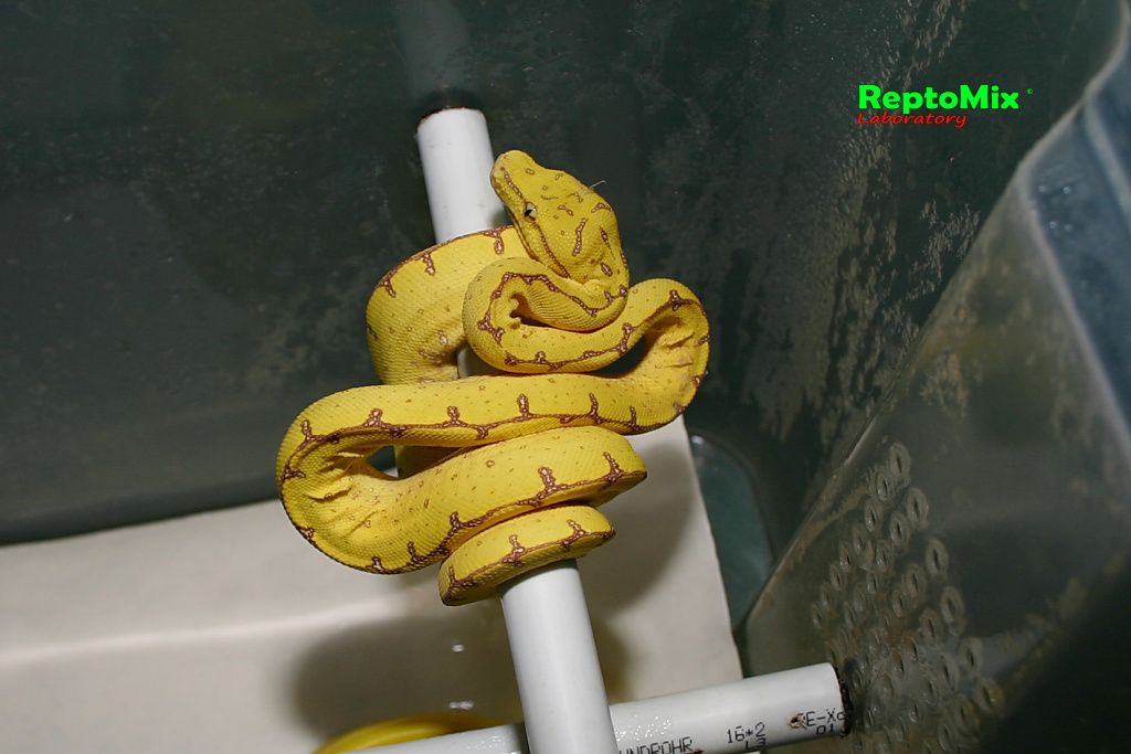 Зелёный питон Morelia viridis (Merauke) 