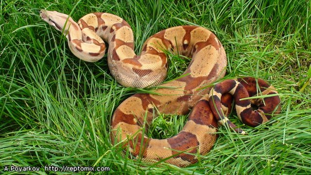 Императорский удав Гипо, Джангл Boa constrictor imperator Salmon Boa constrictor imperator Salmon Hypo Jungle (Cross Red Salmon Scarlet Х Jungle(Original Swedish line)