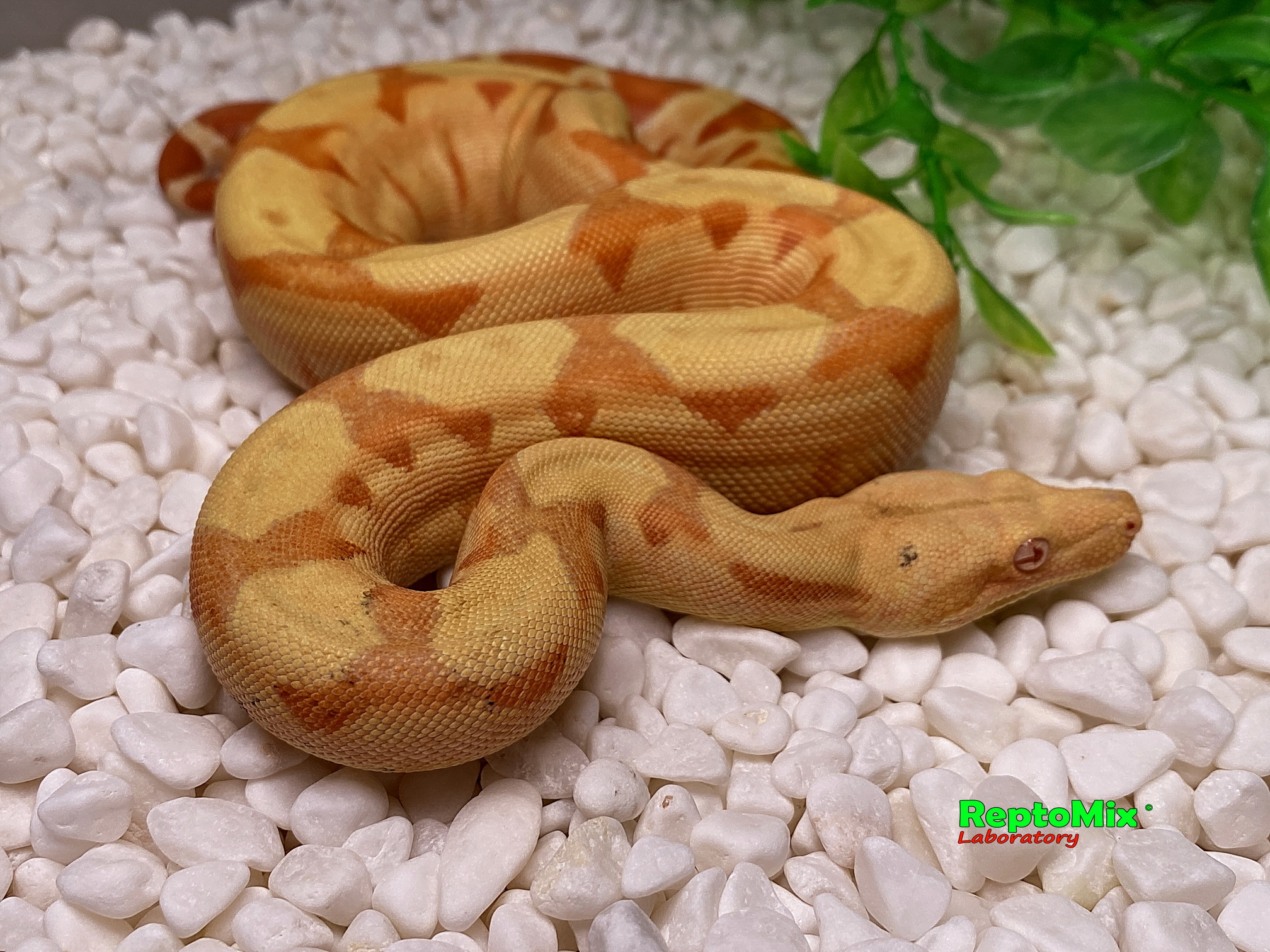 BCI SalmonHypo Sanglow (Kahl)