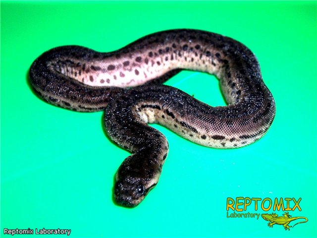 Змея-слоновый хобот Acrochordus javanicus