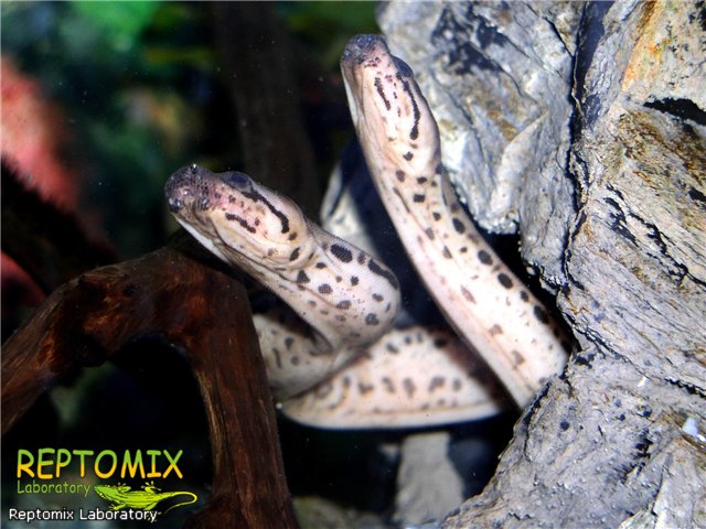 Змея-слоновый хобот Acrochordus javanicus