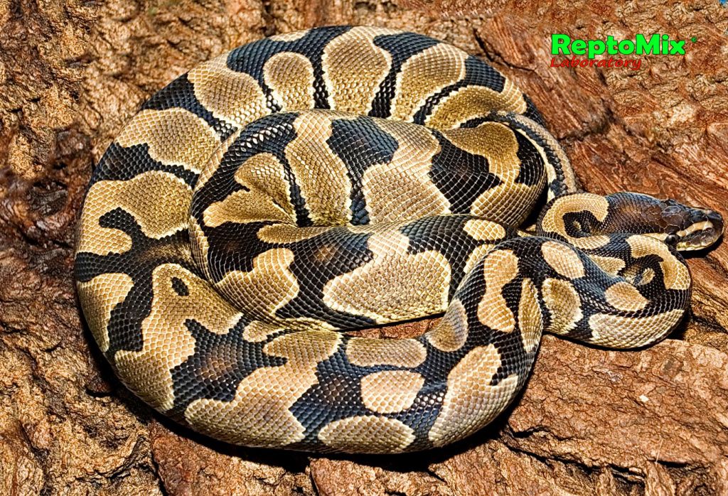 Королевский питон Python regius (normal) 