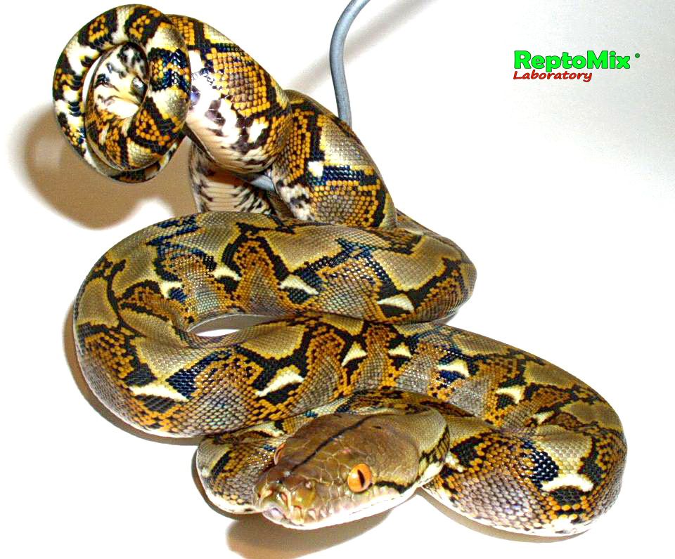 Сетчатый питон Python reticulatus (Java)