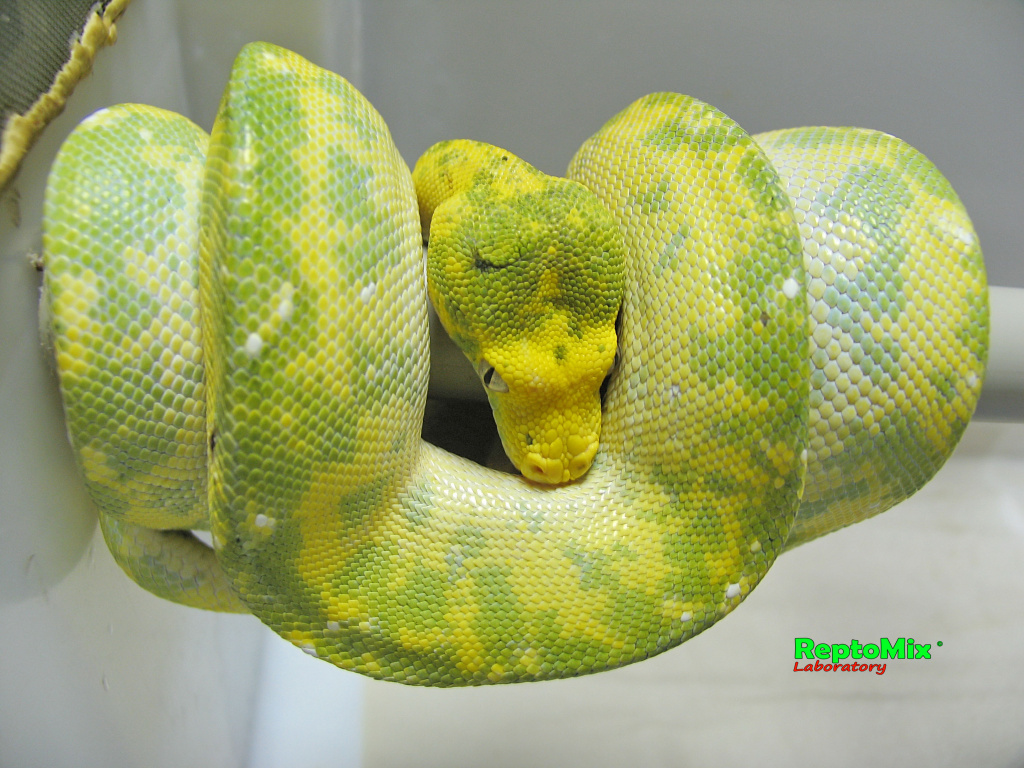 Зелёный питон с о.Биак Morelia viridis (Biak)