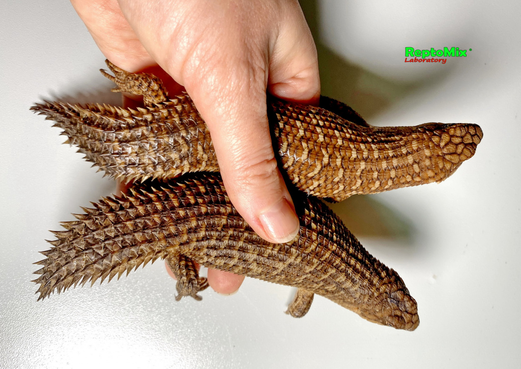 Купить  egernia stokesii самка в Москве, большой выбор красивых варанов, советы по содержанию ящериц,  советы по уходу за варанами, советы по кормлению варанов в террариуме | Питомник экзотических Животных "ReptoMix Laboratory"