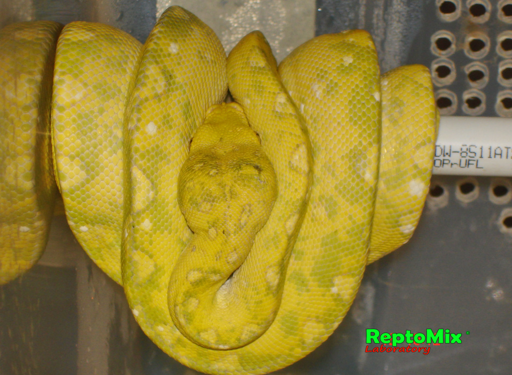 Зелёный питон с о.Биак Morelia viridis (Biak)