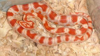 Маисовый полоз  Pantherophis guttatus "Candycane" 