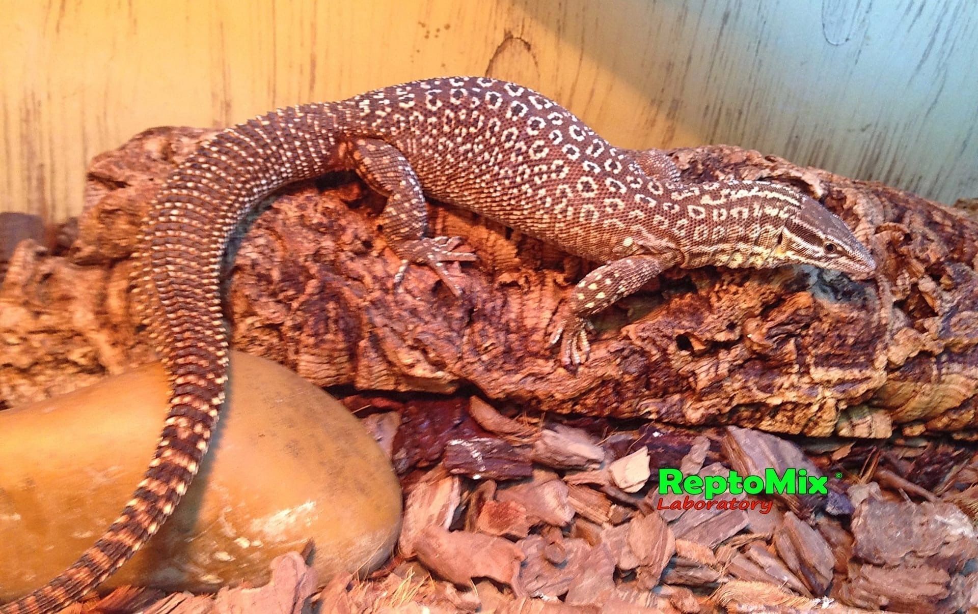 Австралийский кольцехвостый варан Varanus acanthurus