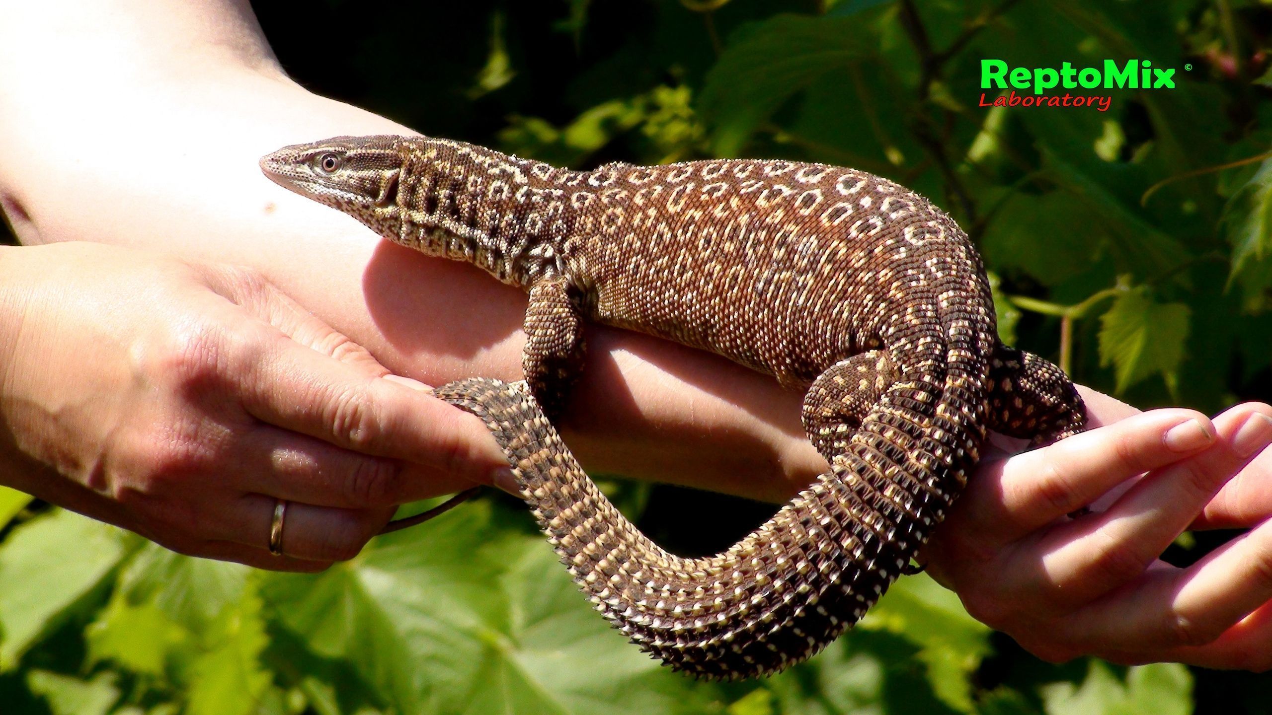Австралийский кольцехвостый варан Varanus acanthurus